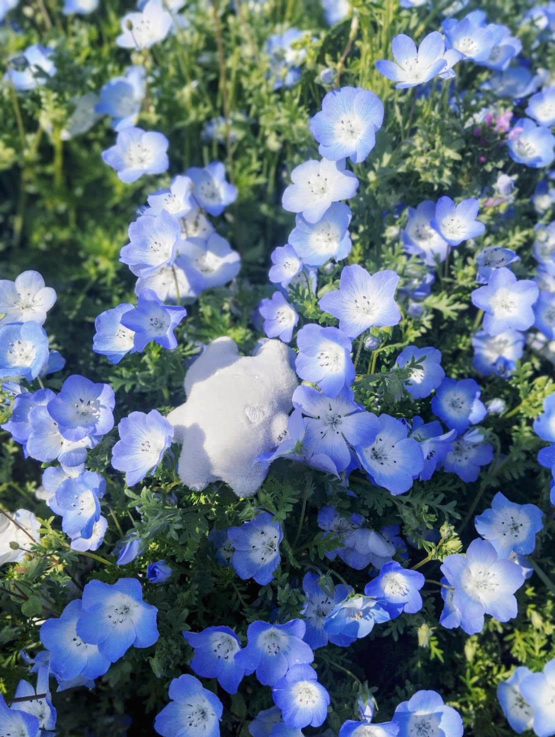 齋藤 柚月の画像